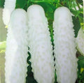 White Cucumber Seeds 20pcs Cucumis Sativus Vegetable for Home Garden Plant