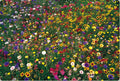Wildflower Seed Mix 1 lb Bulk 100% Natural Covers 4000 sq ft - Ideal for Gardens and Pollinator Habitats