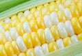 Ambrosia Sweet Corn Seeds - 250 Count - Heirloom Variety - Zea mays