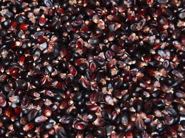 Dakota Black Popcorn Seeds - Fresh Popcorn Seed Variety - Zea mays everta - Non-GMO, Heirloom, Free Shipping