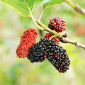 Mulberry Tree Cuttings - 12 Unrooted Cuttings for Rooting & Grafting - Morus spp.