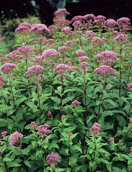Joe Pye Weed Perennial Plant - Tall Grower, Winter Hardy, Bare-root - Eupatorium purpureum