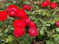 True Passion Rose Cuttings - 4 Bright Fiery Blooms - Rosa 'True Passion' - Ideal for Garden and Floral Arrangements