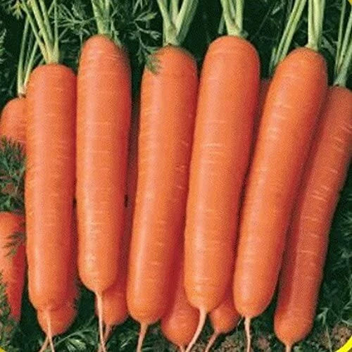 Scarlet Nantes Carrot Seeds | Heirloom Non-GMO | Organic Vegetable Seeds | Daucus carota
