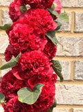 Hollyhock Seeds - Chater's Double Red - Non-GMO Biennial - 30 Seeds - Alcea rosea