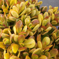 Succulent Cuttings – 5 Crassula Ovata Hummel Sunset Golden Jade Plant – Indoor House Plant