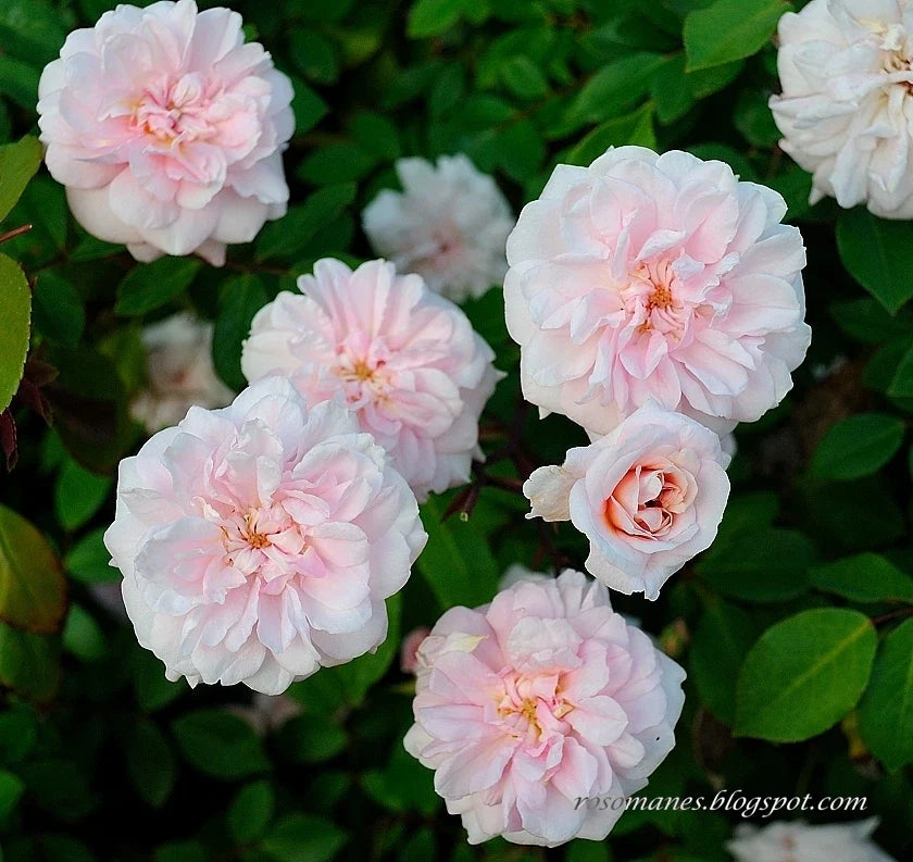 Cecile Brunner Antique Rose Cuttings 15 Premium Plant Cuttings for Bushes (Rosa 'Cecile Brunner')