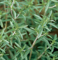 Summer Savory Herb Seeds - 800+ Fresh Seeds - Satureja hortensis - Culinary Herb for Cooking and Gardening