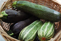 Zucchini Mixture Seeds | Fresh Squash Seed Variety | Non-GMO Vegetable Seeds for Home Gardening
