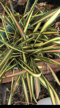 Variegated Yucca Plant - Small Bareroot - Yucca filamentosa 'Color Guard'