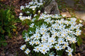 Blood Root Bare Root Live Garden Plant - Sanguinaria Canadensis Perennial, Native Wildflower for Shade Gardens
