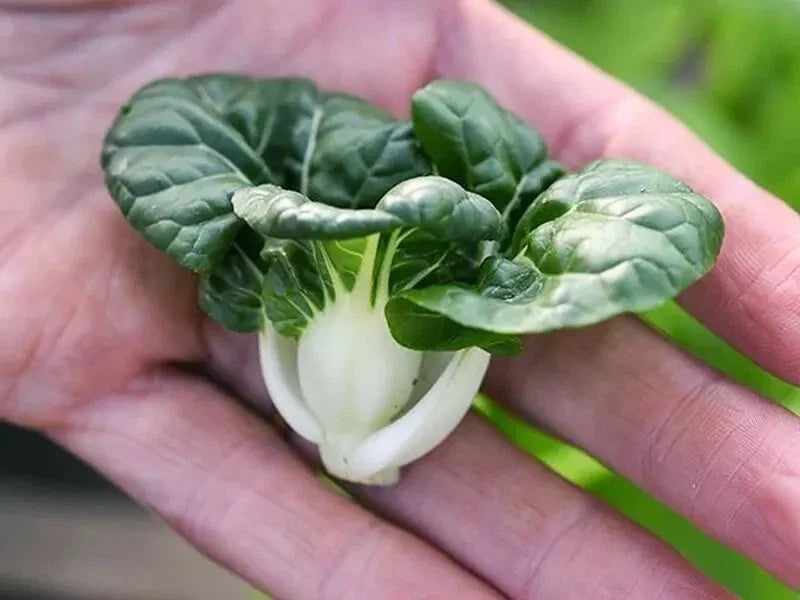 Cabbage Seeds 1000+ Count - Pak Choi Extra Dwarf White Stem - Heirloom Variety - RARE