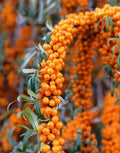 Seaberry Bush 50 Seeds - Edible Fruit - Hippophae rhamnoides
