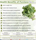 Purslane Seeds - 300+ Organic Non-GMO - Portulaca oleracea - Edible Succulent Ground Cover