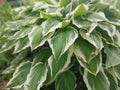 Hosta Root - 1 Root - Patriot Variegated Perennial - Hosta 'Patriot'