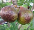 Olympian Fig Live Plant 1 QT Ficus Carica in Grow Bag - Ideal for CA, OR, WA, AZ, UT, ID, NV Shipping