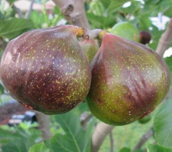 Olympian Fig Live Plant 1 QT Ficus Carica in Grow Bag - Ideal for CA, OR, WA, AZ, UT, ID, NV Shipping