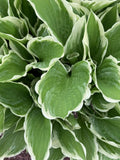 Hosta Plants Bare Root Bi-colored Shade Garden Blue Flower Hosta spp.