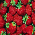 Everbearer Strawberry Plants - 10 Bare Roots - Ft. Laramie Variety - Perfect for Home Gardens - Fragaria x ananassa