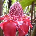 Torch Ginger Seeds - Etlingera Elatior Pink - Combrang - 10 Seeds - Exotic Flowering Plant for Gardens