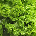 Mustard Seeds 500 Count Southern Giant Mild Vegetable Non-GMO Fast Growing for Salads and Sautéing