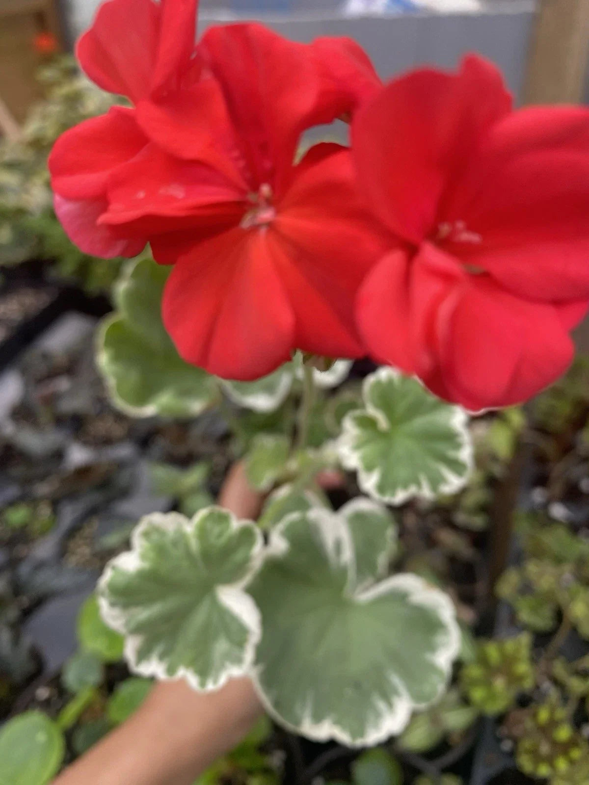 Horseshoe Geranium Plant - 1 Rooted Plant - Madame Languth Zonal Geranium (Pelargonium ‘Madame Languth’) - Bare Root