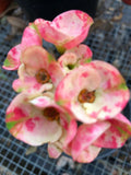 Crown of Thorns Cutting - Thai Hybrid Big Boy - Euphorbia milii Rooted Plant