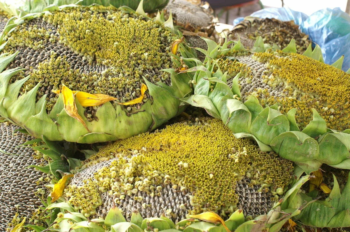Giant Titan Sunflower Seeds - 25 Pack - Huge 24-Inch Heads - Big Fat Seeds - Helianthus annuus