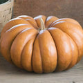 Fairytale Pumpkin Seeds | Heirloom Musquee de Provence | Organic Vegetable Seeds | Free Shipping