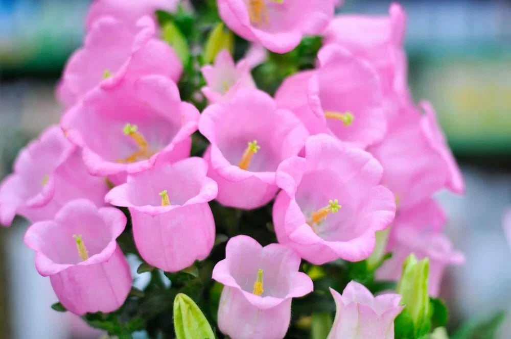 Pink Bellflower Seeds - 50 Seeds for Planting - Campanula Medium