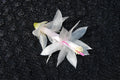 Christmas Cactus Starter Plant - Silk Angel - Schlumbergera Truncata - Healthy Well-Rooted Small Plant for Home Decor