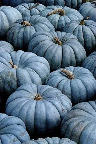 Blue Pumpkin Seeds 100 Count | Exotic Blue Jarrahdale Variety | Heirloom Seeds for Gardening