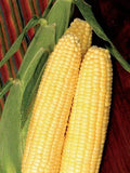 Sweet Corn Seeds - Honey Select Variety - Fresh Non-GMO Seed - Zea mays