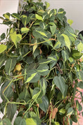 Philodendron Hederaceum 'BRASIL' Variegated Trailing Houseplant Cuttings - 4 Stem Cuttings for Propagation