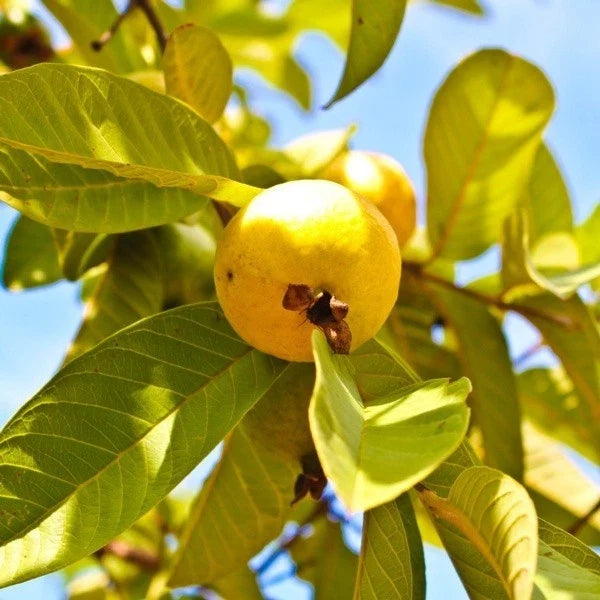 Grafted Yellow Mexican Cream Guava Tree 2-3ft Live Plant (Psidium guajava) - Tropical Fruit Tree for Home Garden