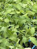 Rutgers Tomato Live Plants - Lot of 2, 6-10 Inches - Heirloom Variety (Solanum lycopersicum)