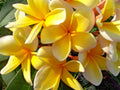 Plumeria Live Cutting - Yellow Tropical Plant - Fragrant Flowering Plant - Plumeria spp.
