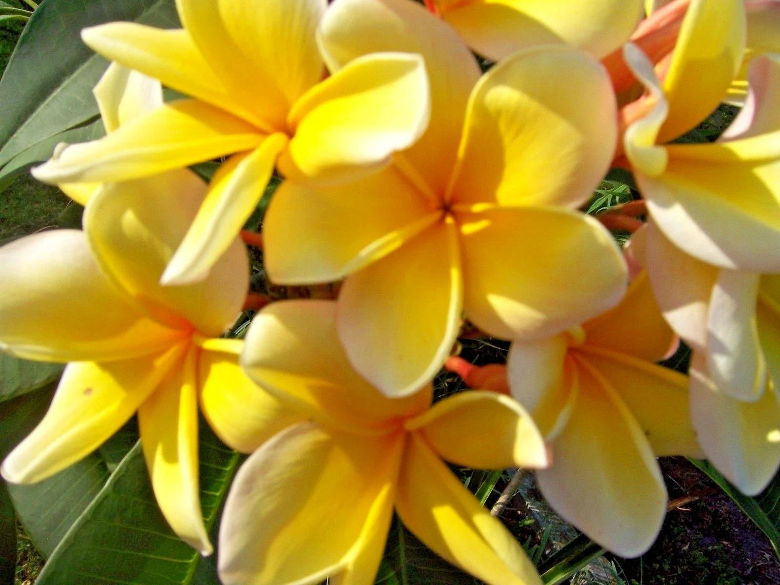 Plumeria Live Cutting - Yellow Tropical Plant - Fragrant Flowering Plant - Plumeria spp.