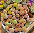 Large Lithops Succulent Mix - Rare Living Stones Plants, 10pcs, Bare Root - Easy Maintenance (Lithops spp.)