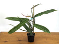 Philodendron Bicolor Plant - Large Rooted Rare Aroid - 4 Inch Pot - Exotic Houseplant