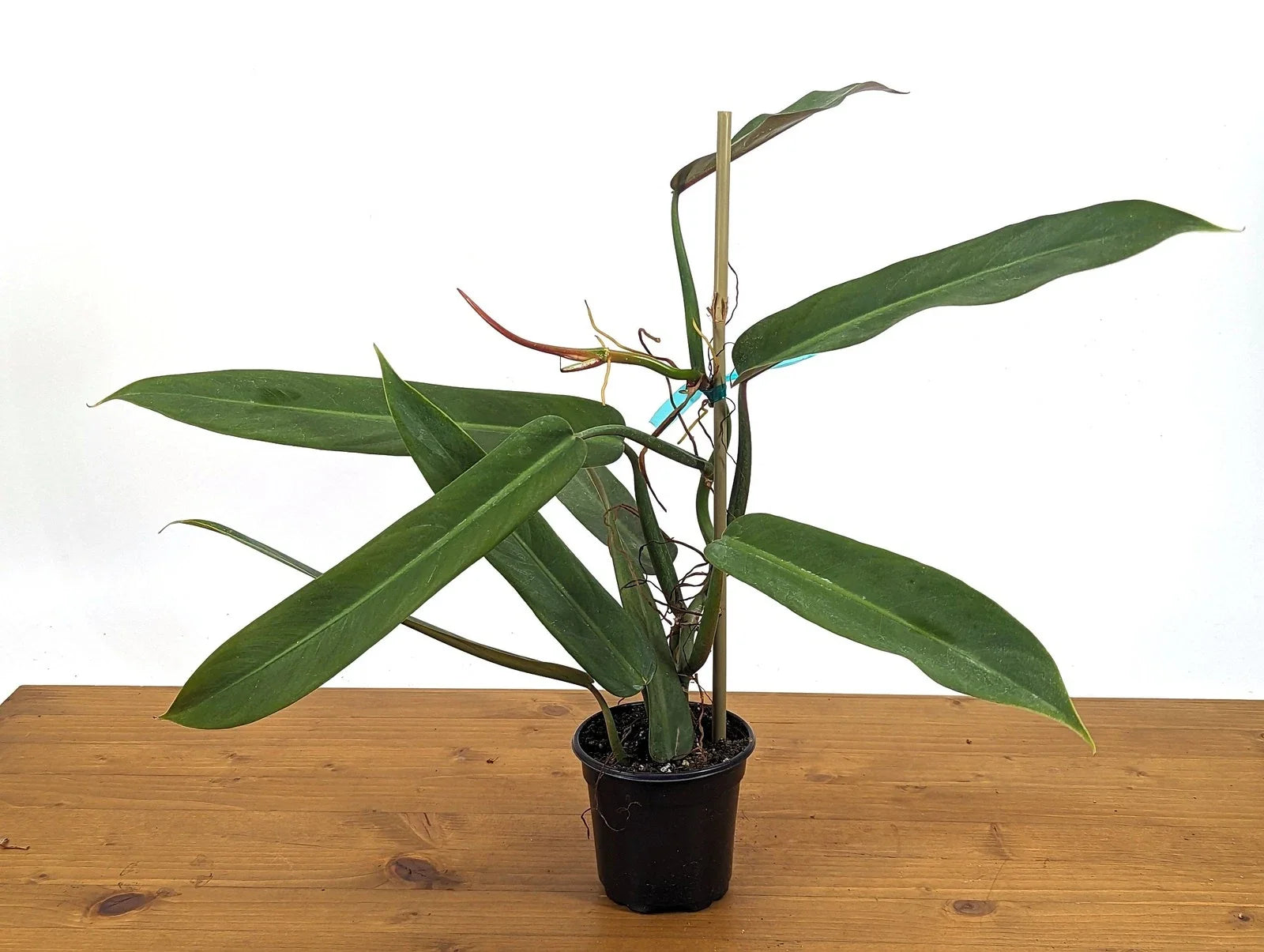 Philodendron Bicolor Plant - Large Rooted Rare Aroid - 4 Inch Pot - Exotic Houseplant