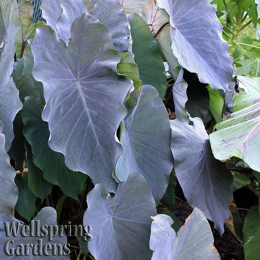 Black Ruffles Elephant Ear Plant - 3-8 Inch Live Colocasia esculenta - Dark Purple Ruffled Leaves for Indoor/Outdoor Garden