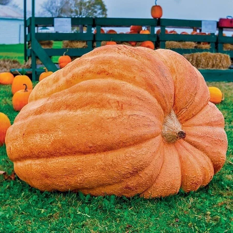 Dill's Atlantic Giant Pumpkin Seeds - 10 Heirloom NON-GMO Seeds for World Record Growth - Cucurbita pepo