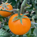 Orange Cherry Tomato Seeds - 10+ Heirloom NON-GMO Organic - Solanum lycopersicum - Rare Variety