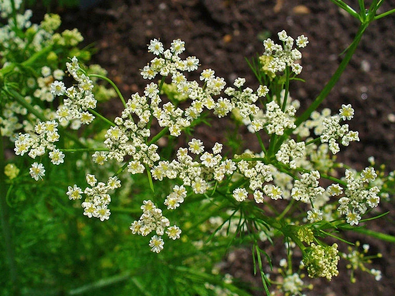 Caraway Herb Seeds - 1000+ Fresh Seeds - Carum carvi - Culinary Spice for Cooking and Baking