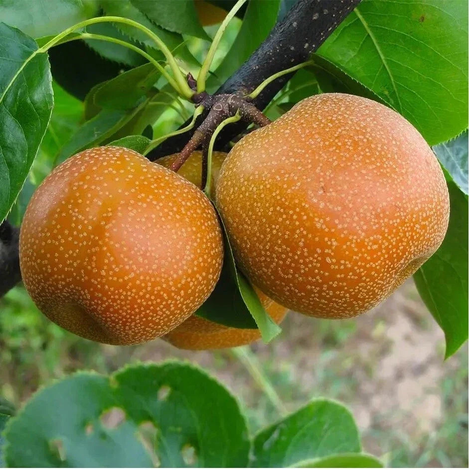 Sand Pear Fruit Tree 10 Seeds - Sweet Edible Variety - Japanese Chinese Korean - Pyrus pyrifolia