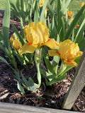 Yellow Orange Bearded Iris Rhizomes 4-Pack Dwarf 6”-10” Tall Early Bloom Deer Resistant