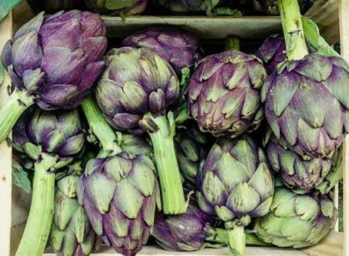 Purple Romagna Artichoke Seeds - 15+ Italian Perennial Seeds - Cynara scolymus - Heirloom Organic Gardening Supplies
