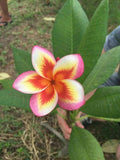 Plumeria Seeds - 5 Pack - Orange Yellow Pink Flowers - Perennial Plant Seeds - Frangipani (Plumeria spp) - US Seller