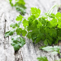 Chervil Seeds 2000 Count Non-GMO Heirloom Anthriscus cerefolium | USA Seller